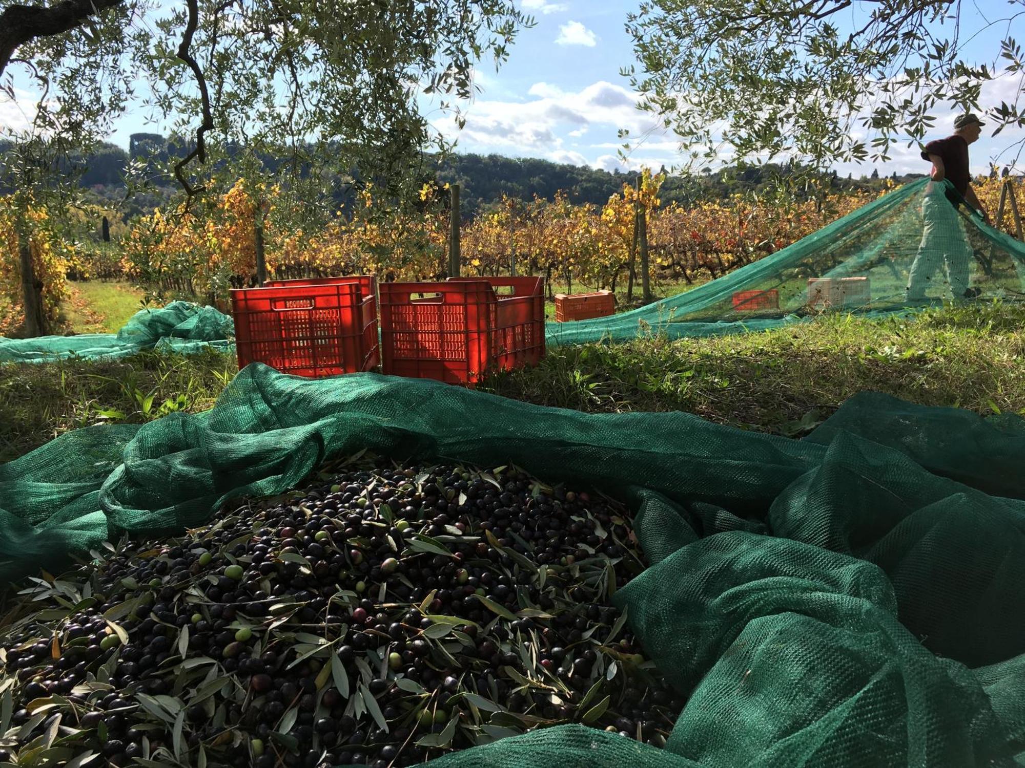 Tenuta Guardastelle - Agriturismo And Vineyard 圣吉米纳诺 外观 照片