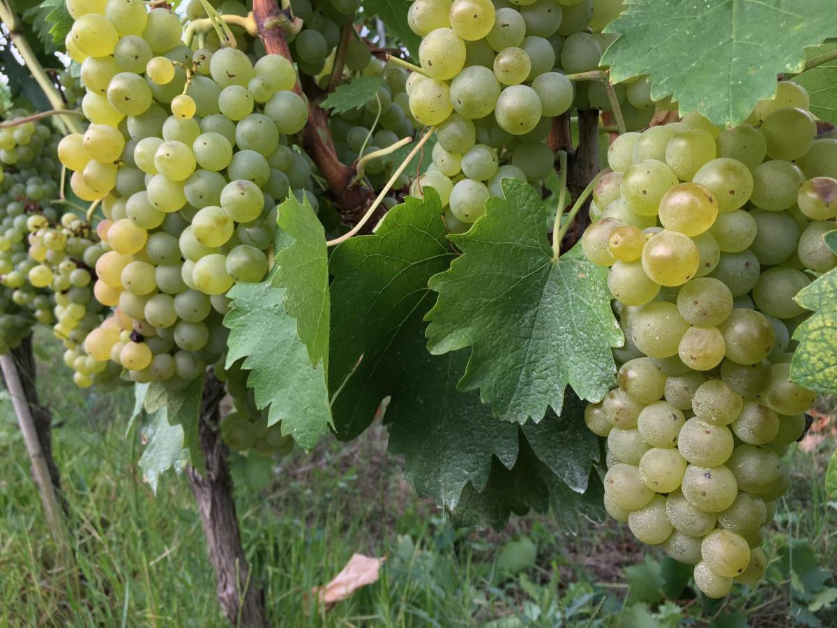 Tenuta Guardastelle - Agriturismo And Vineyard 圣吉米纳诺 外观 照片